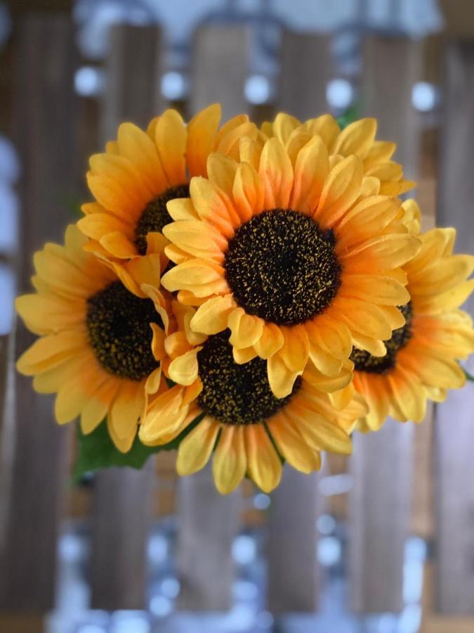 Apartment Sunflower021 Нови-Сад Экстерьер фото